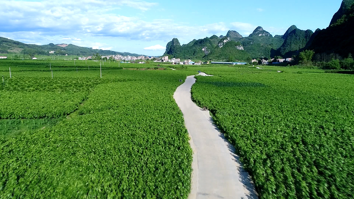 上坪示范區桑園.jpg